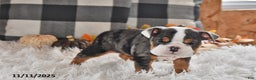 Olde English Bulldogge dogs for sale: Mila - Ad 10