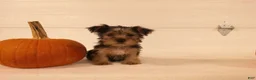 Yorkshire Terrier dogs for sale: Toby - Ad 5