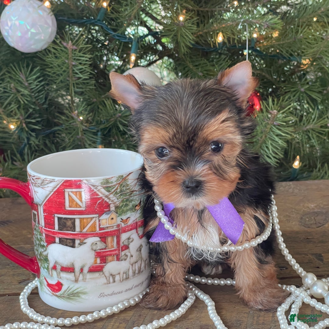 Mixed Breed dogs for sale: Lolita - Ad 1