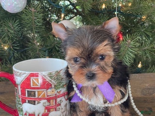 Mixed Breed dogs Lolita - Ad 5