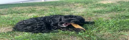 Miniature Poodle dogs for sale: Whit - Ad 8