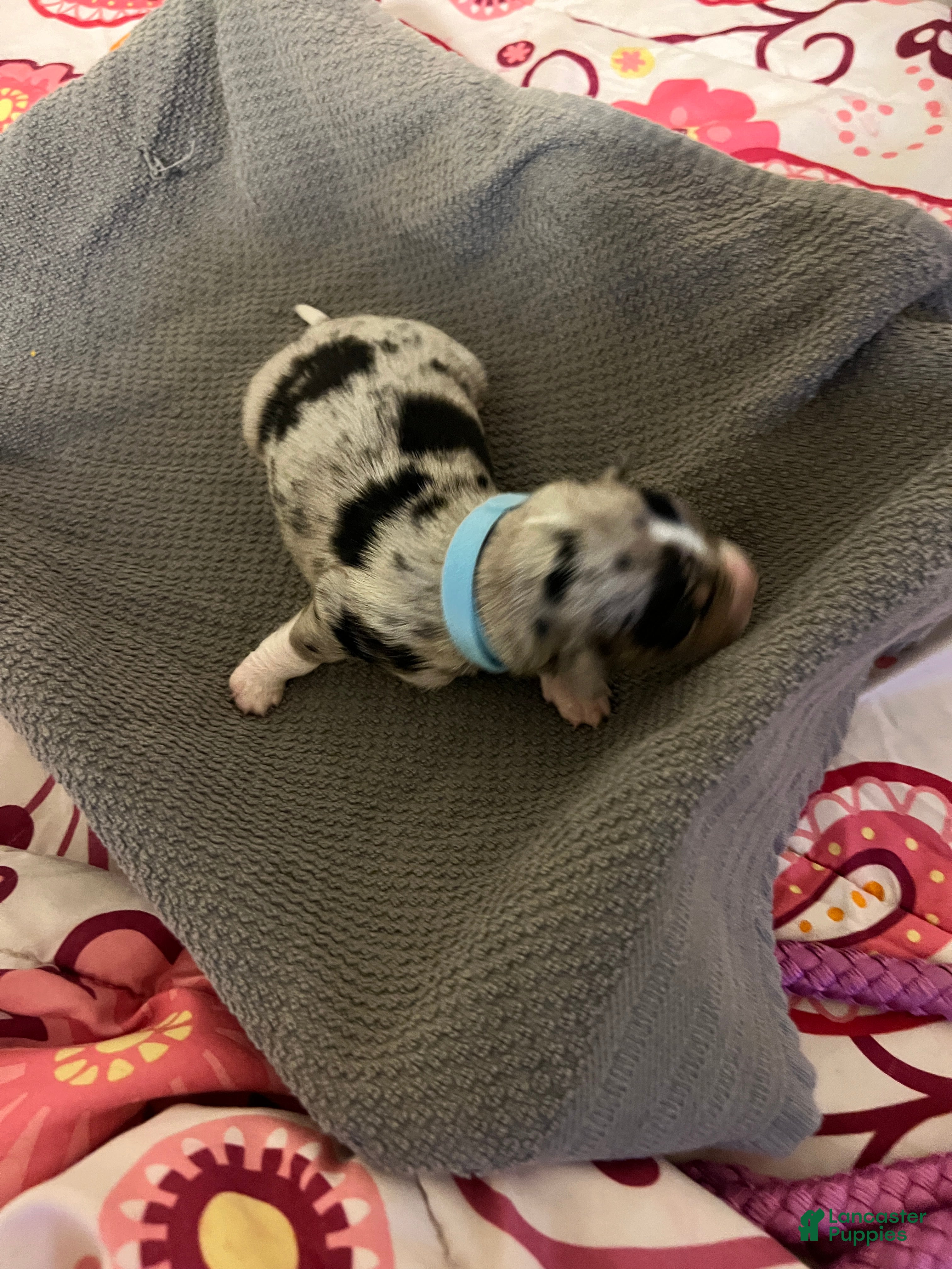 Mixed Breed dogs for sale: Light Blue - Ad 4