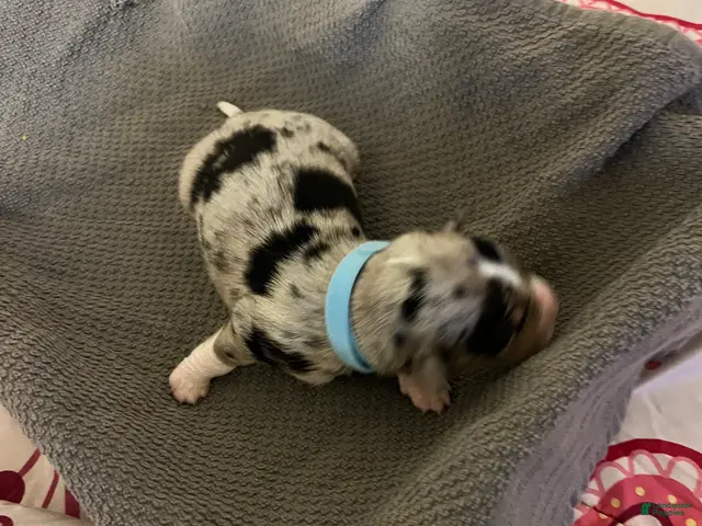 Mixed Breed dogs for sale: Light Blue - Ad 17