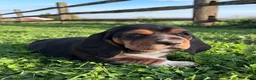 Basset Hound dogs for sale: Ricky - Ad 4