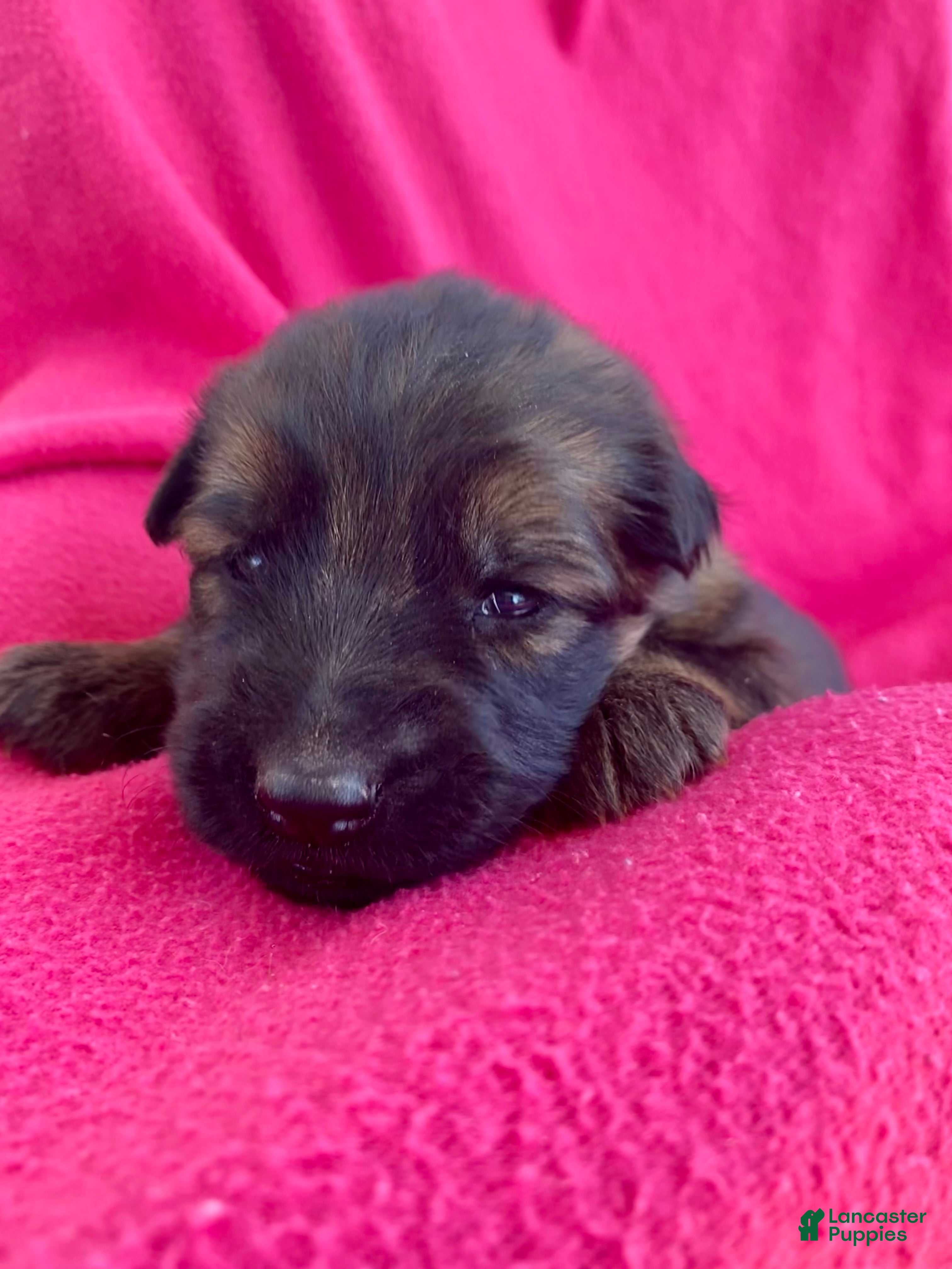 German Shepherd dogs German Shepherd Puppy 5 - Ad 29