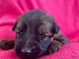 German Shepherd dogs German Shepherd Puppy 5 - Ad 29