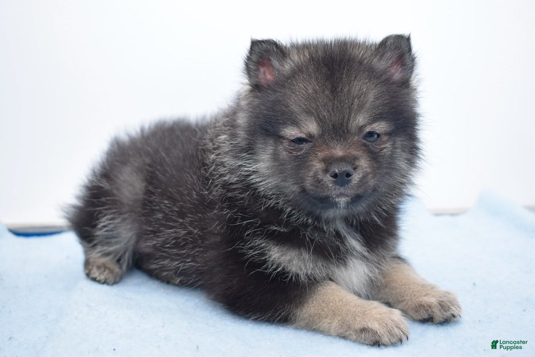 Pomsky dogs for sale: Lobo - Ad 4
