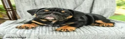 English Bulldog dogs for sale: Winston - Ad 3