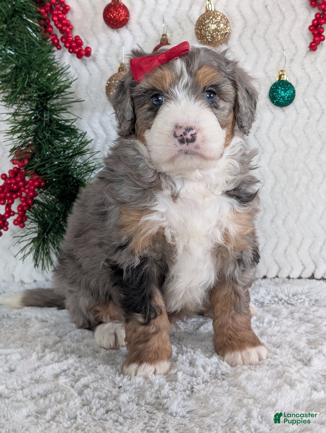 Mini Bernedoodle dogs for sale: Mini Niko  - Ad 22
