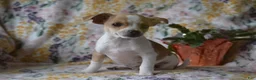 Mixed Breed dogs for sale: Bingo - Ad 3
