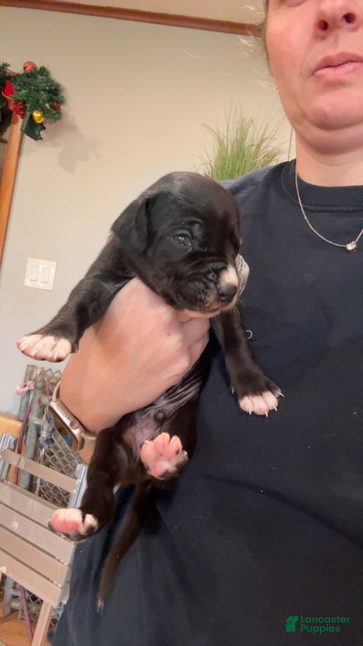 Great Dane dogs Male - Ad 37