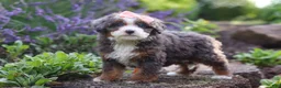 Mini Bernedoodle dogs for sale: Lena - Ad 5
