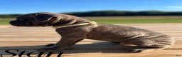 Cane Corso dogs for sale: Stan - Ad 7