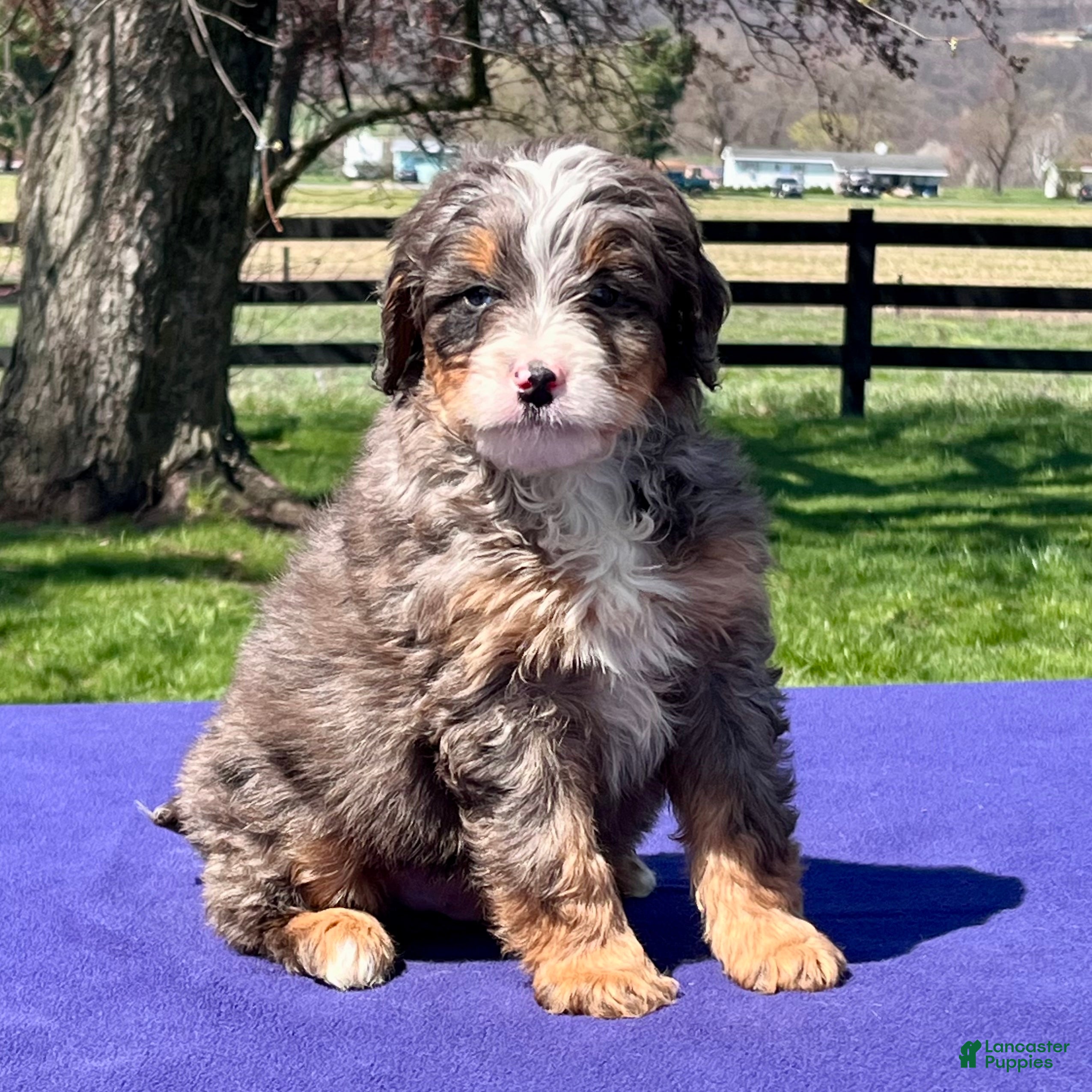 Bernedoodle dogs Legend - Ad 2