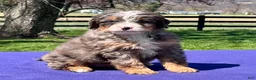 Bernedoodle dogs for sale: Legend - Ad 2