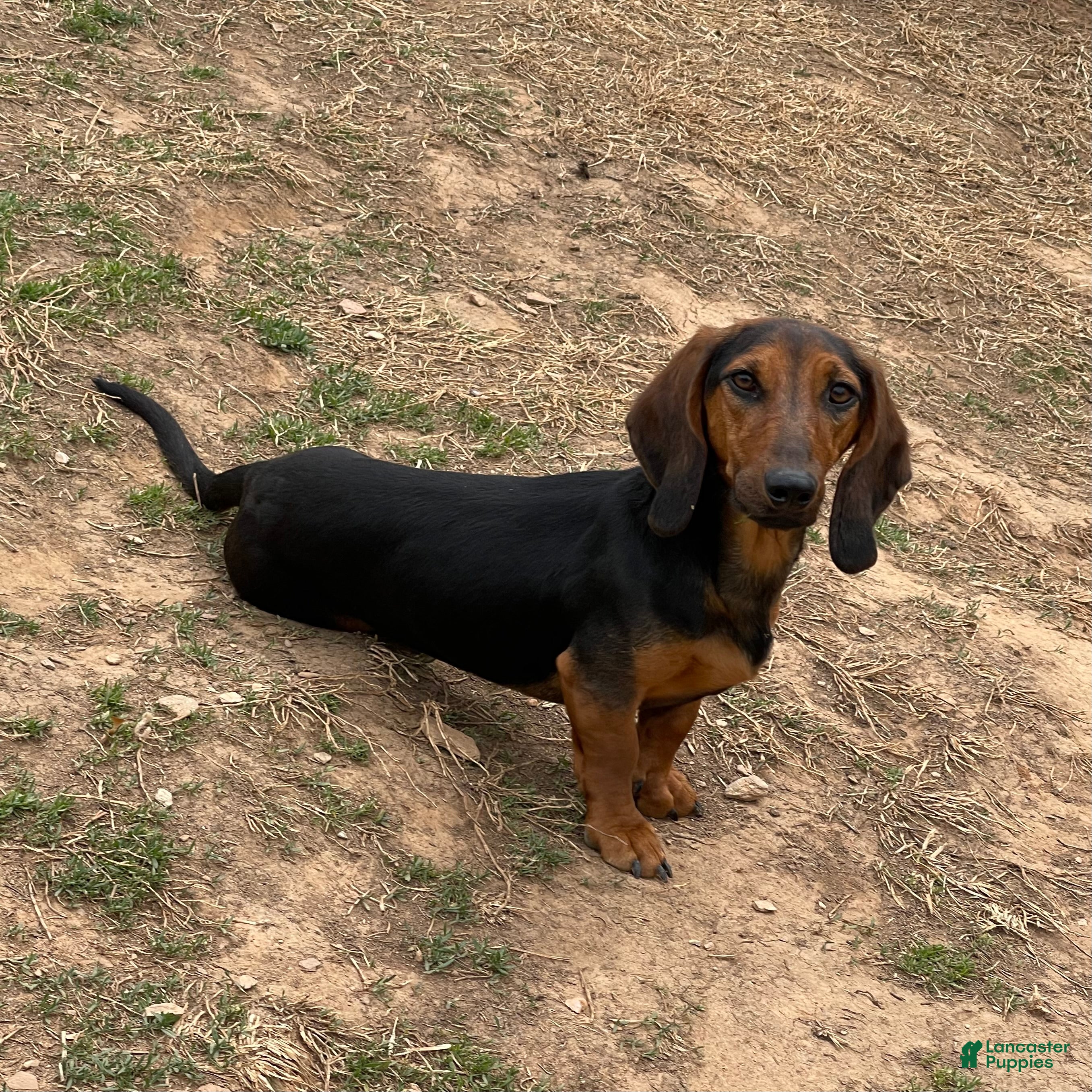 Dachshund dogs George - Ad 26