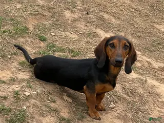 Dachshund dogs George - Ad 26