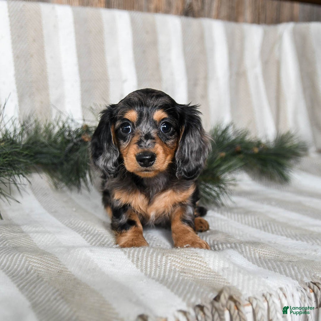 Miniature Dachshund dogs for sale: Cookie - Ad 2