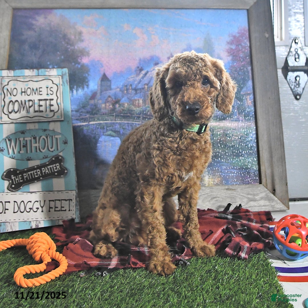 Toy Poodle dogs for sale: Dallas - Ad 2