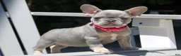 French Bulldog dogs for sale: Lilly - Ad 5