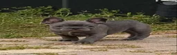 French Bulldog dogs for sale: French Bulldog Male - Snickers - Ad 5