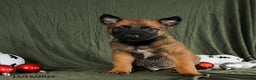 Belgian Malinois dogs for sale: Otis - Ad 4