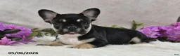 French Bulldog dogs for sale: Ike - Ad 5