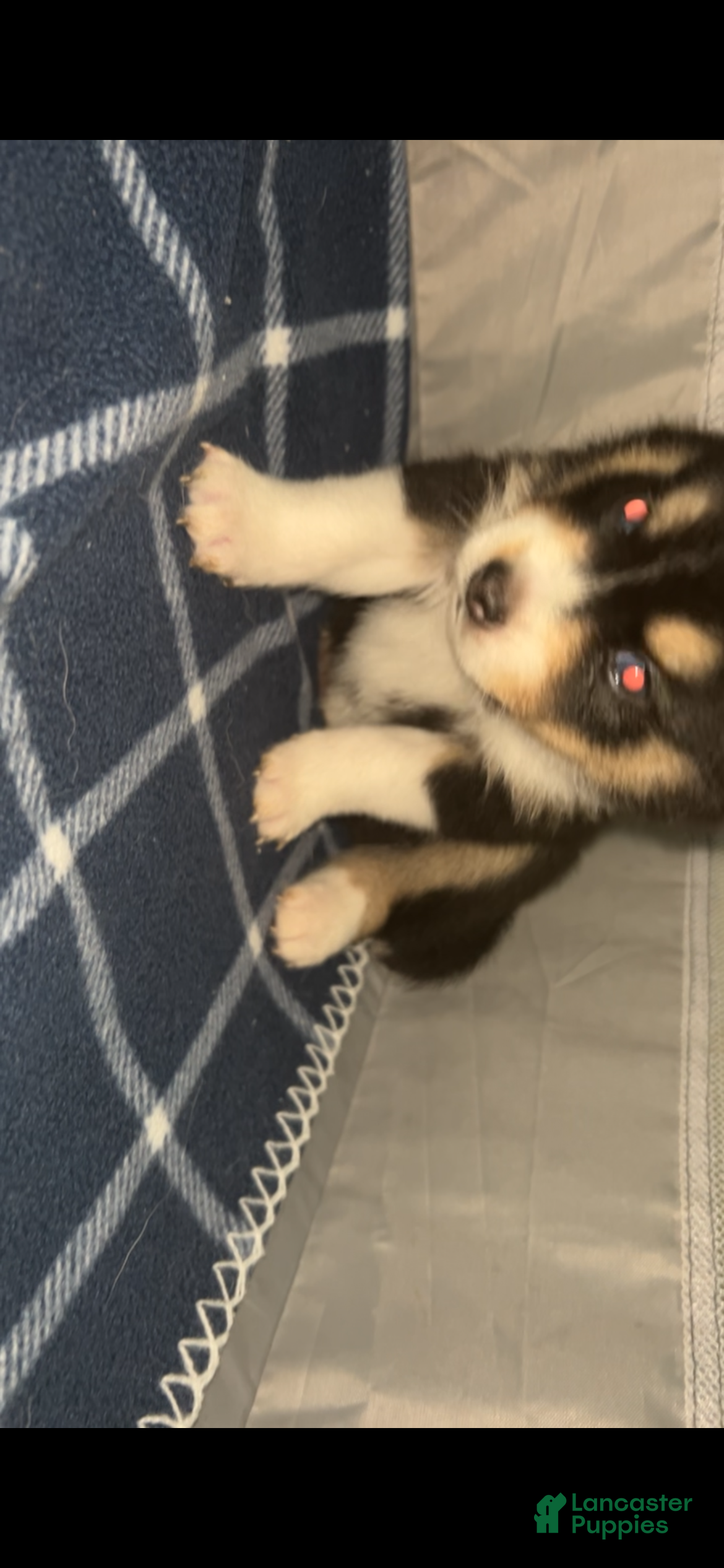 Pomsky dogs mocha - Ad 8