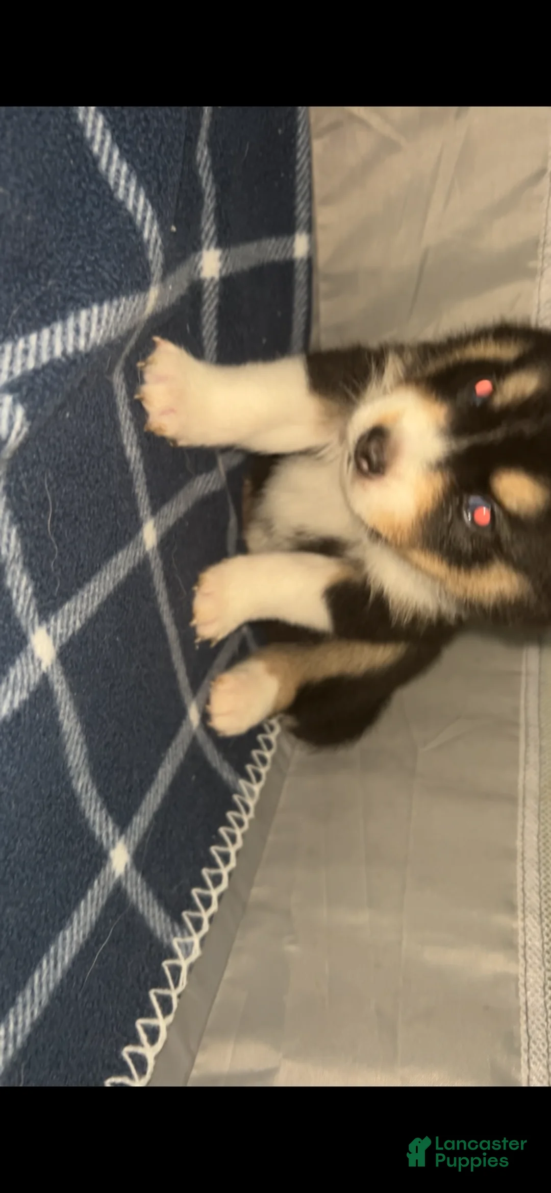 Pomsky dogs for sale: mocha - Ad 1