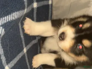 Pomsky dogs mocha - Ad 8