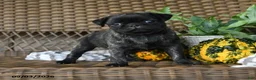 Pug dogs for sale: Truffle  - Ad 3