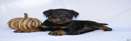 Rottweiler dogs for sale: Bruce  - Ad 4
