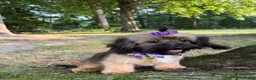 Mixed Breed dogs for sale: Hazel - Ad 3