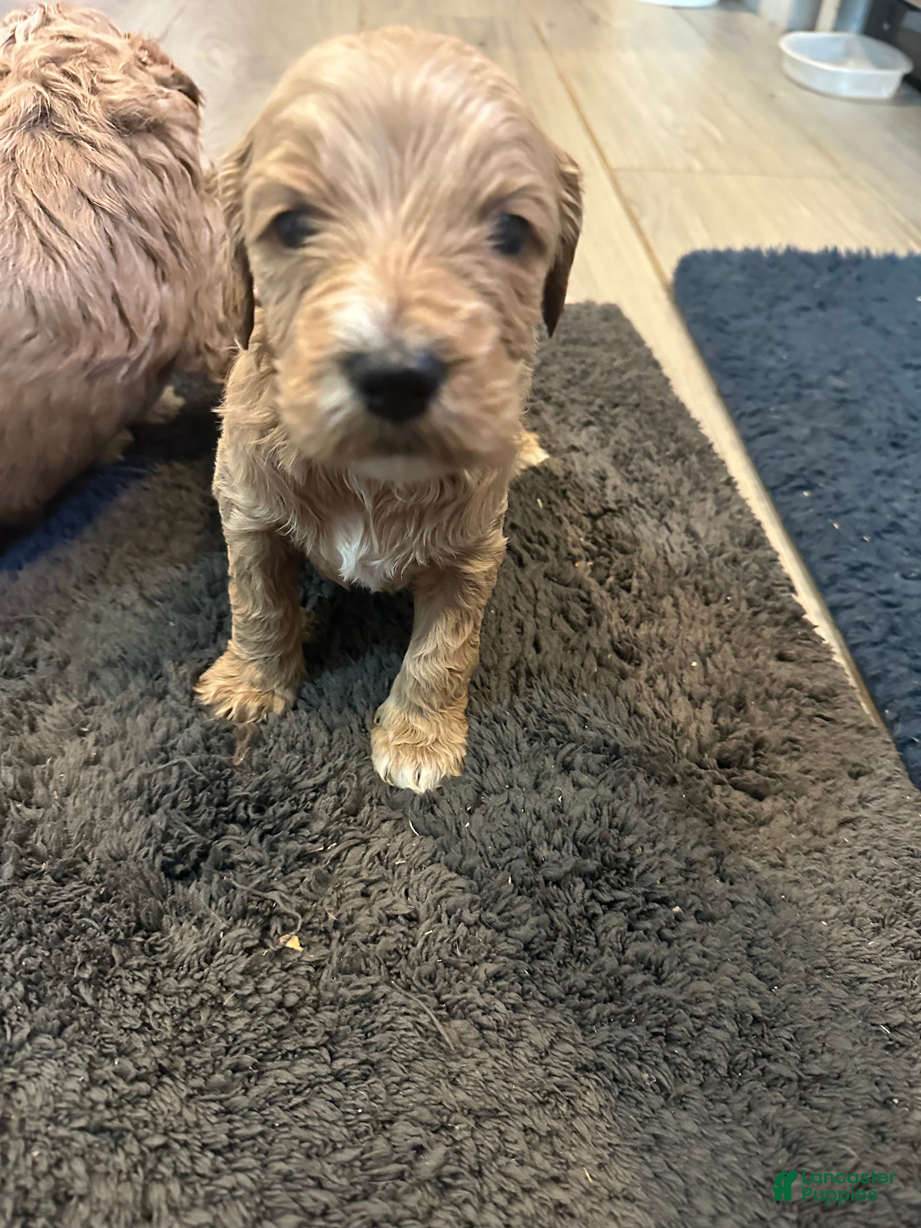 Mini Goldendoodle dogs Mini Goldendoodle Puppy 6 - Ad 24