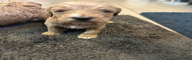 Mini Goldendoodle Puppy 6
