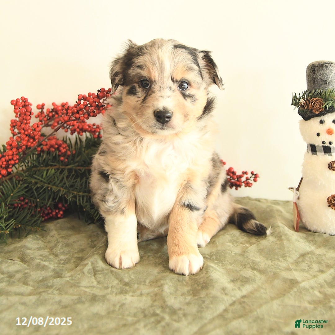 Miniature Australian Shepherd dogs for sale: Tracy - Ad 4