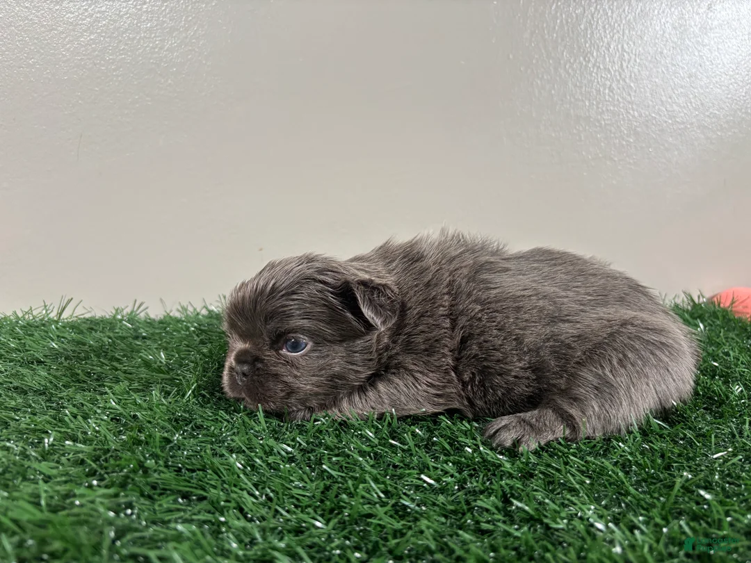 French Bulldog dogs for sale: Molly - Ad 5