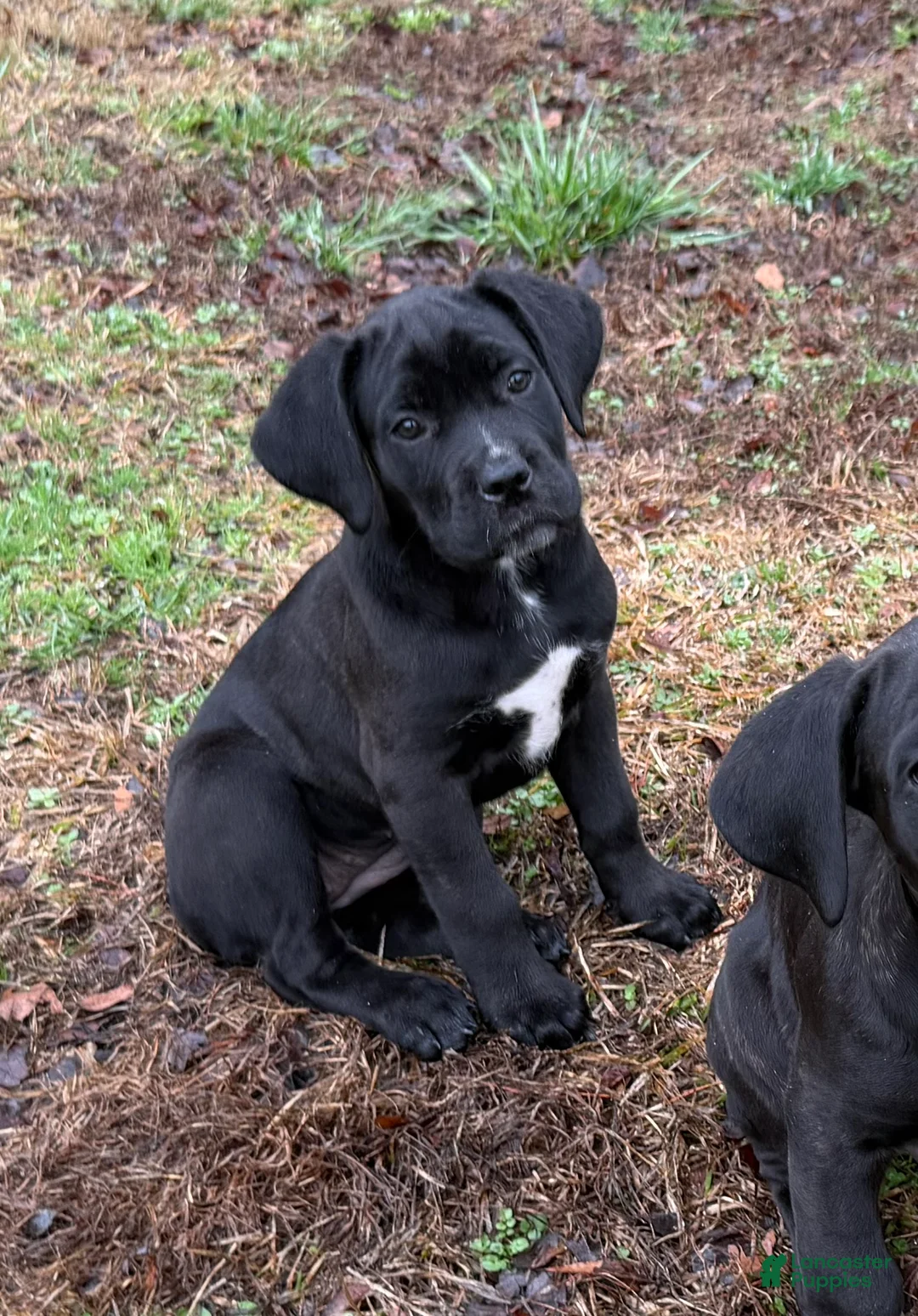 Cane Corso dogs for sale: Willow - Ad 1