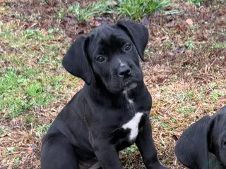 Cane Corso dogs Willow - Ad 42