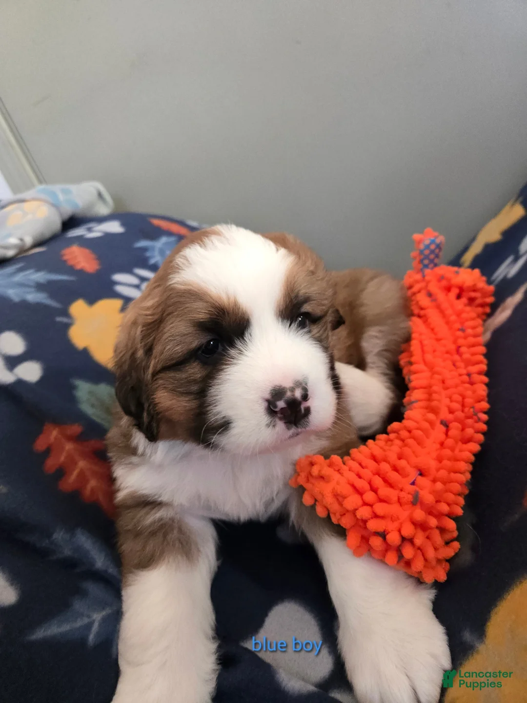 Mixed Breed dogs for sale: Brody - Ad 7