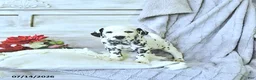 Dalmatian dogs for sale: Moose - Ad 2