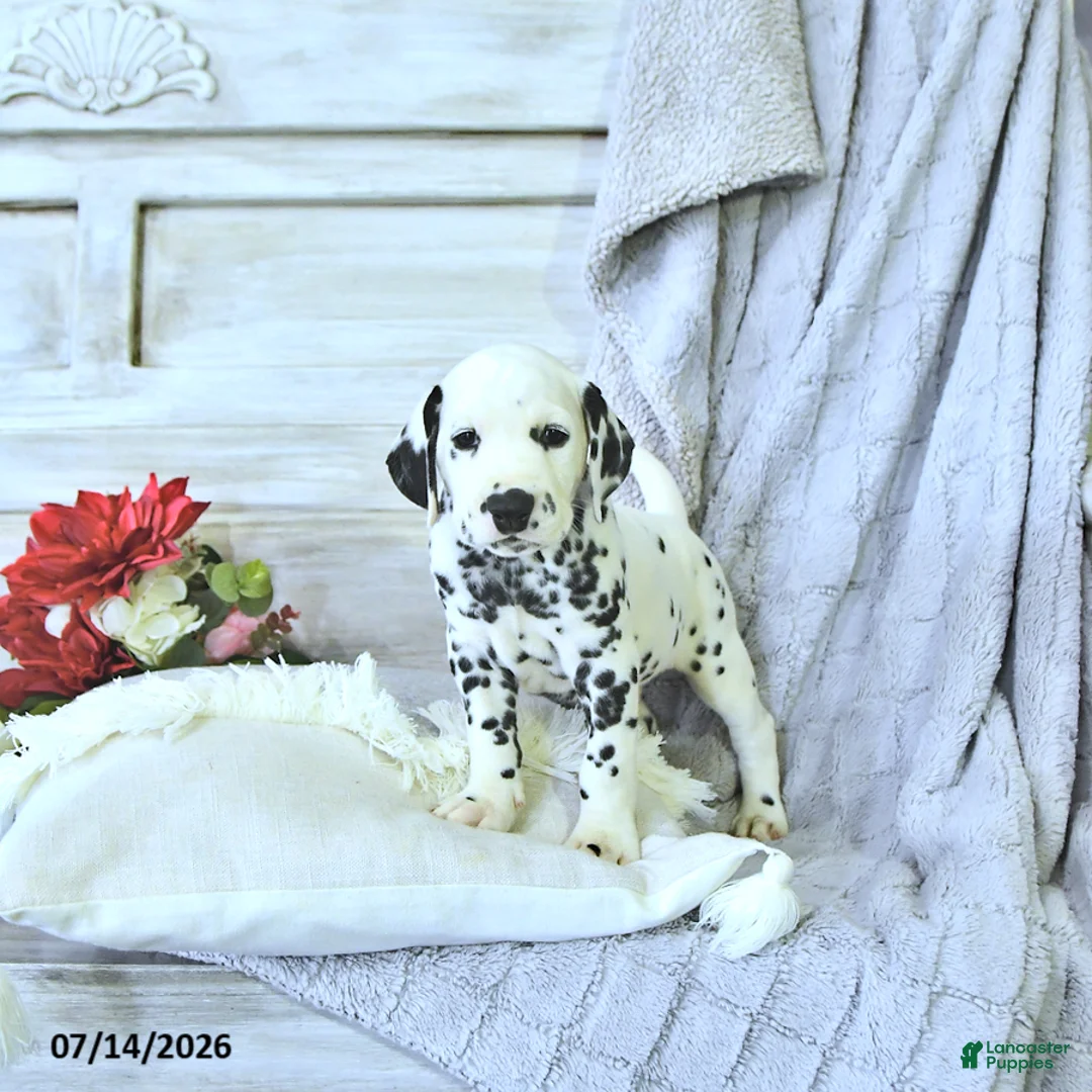 Dalmatian dogs for sale: Moose - Ad 2