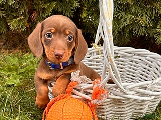 Miniature Dachshund dogs Hendrix - Ad 33