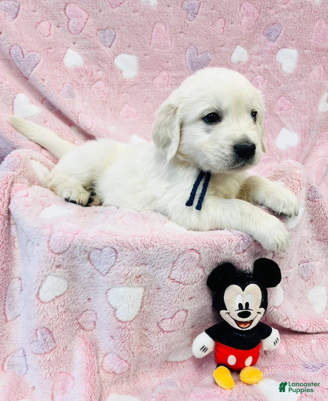 Golden Retriever dogs for sale: Golden Retriever Puppy 4 - Ad 1