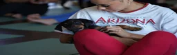 Rottweiler dogs for sale: Romeo - Ad 5