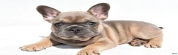 French Bulldog dogs for sale: Zane - Ad 2