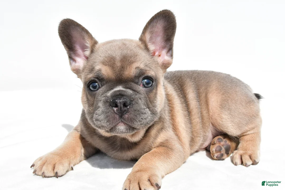 French Bulldog dogs for sale: Zane - Ad 2