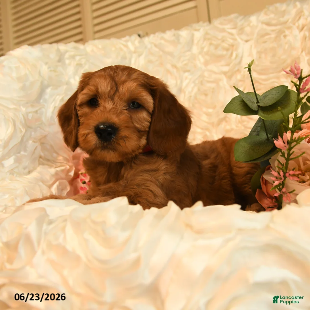 Mini Goldendoodle dogs for sale: Griffin - Ad 5