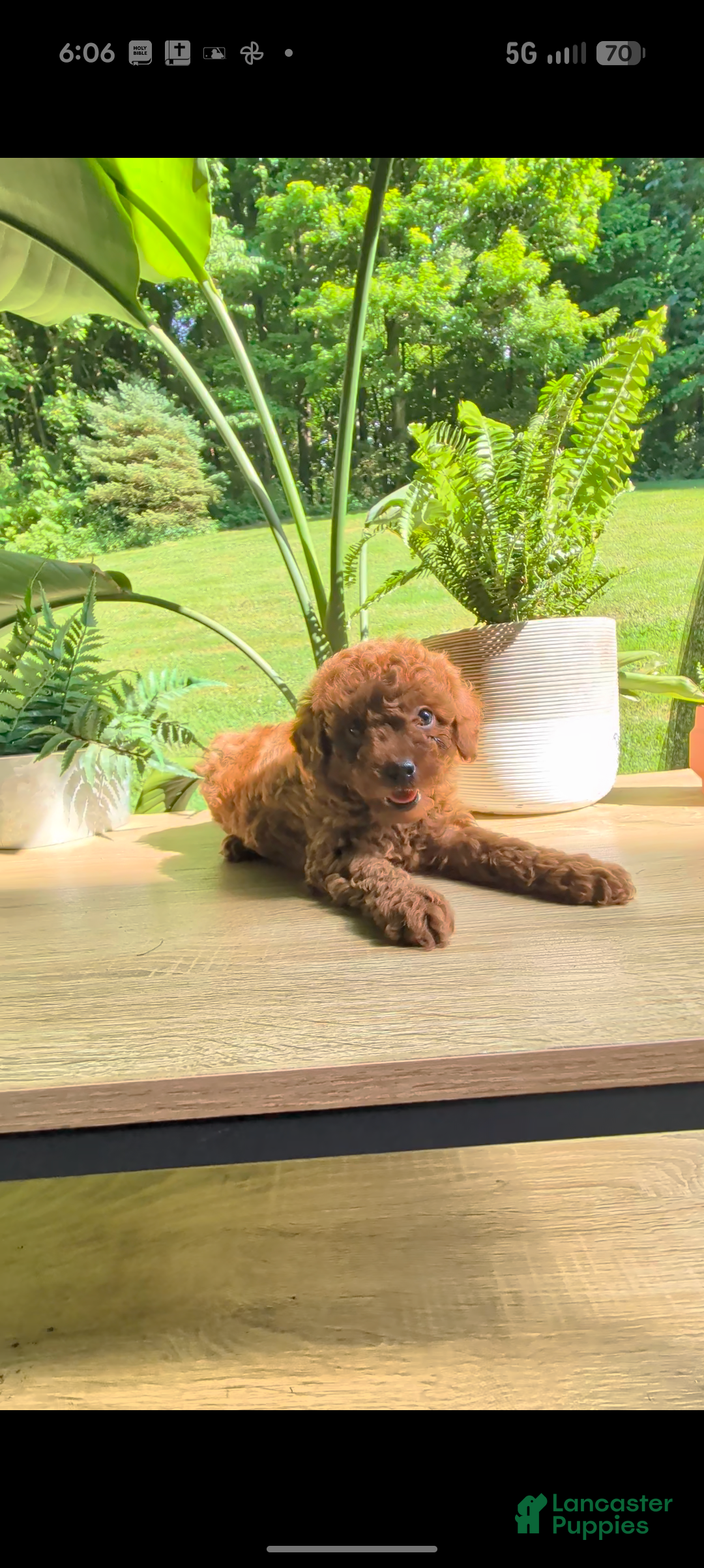 Miniature Poodle dogs Bobby - Ad 2