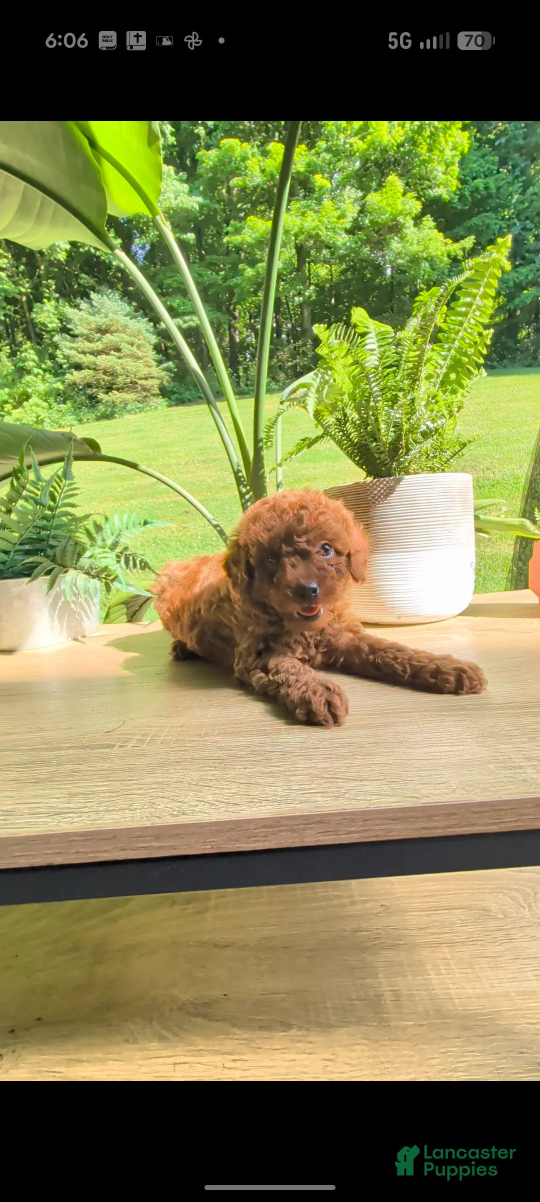 Miniature Poodle dogs for sale: Bobby - Ad 2